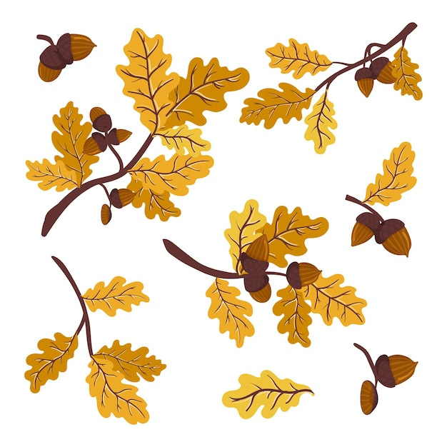 Vector jengibre dorado y amarillo otoño rama de roble con hojas y bellotas ilustración vectorial