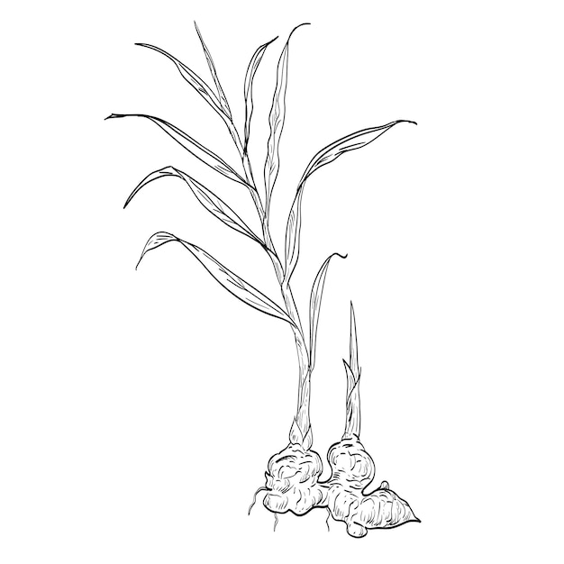 El jengibre o el jengibre Officinale hierba especia dibujo de planta con flores