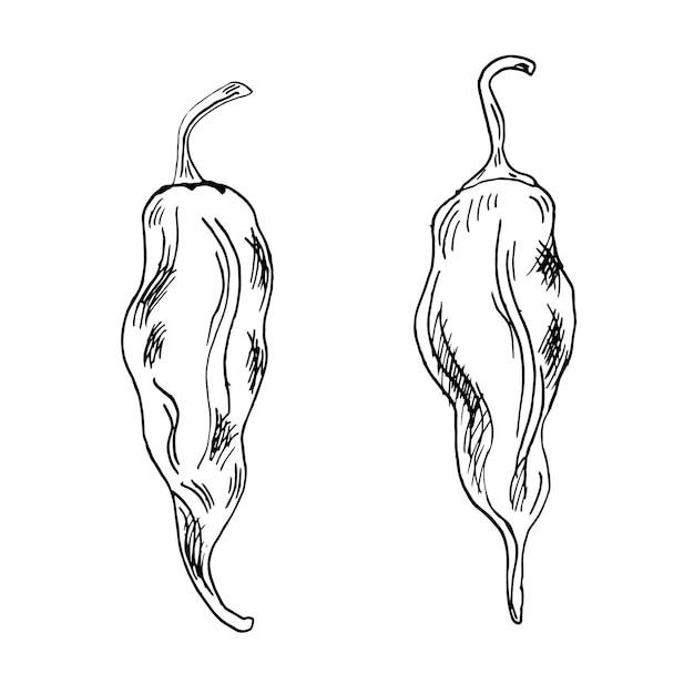 Jolokia rojo fantasma pimienta picante ilustración vectorial aislada en fondo blanco tinta dibujada a mano trinidad escorpión pimienta pimienta Habanero negro blanco elemento gráfico de diseño para envolver el paquete de menú