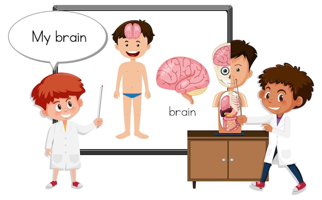 Joven médico explicando la anatomía del cerebro