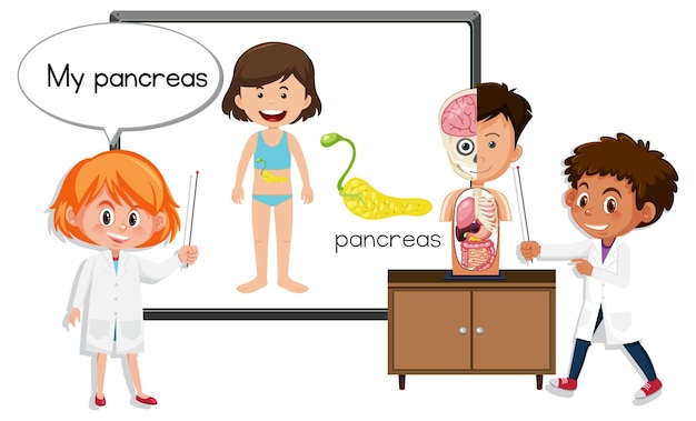Joven médico explicando la anatomía del páncreas