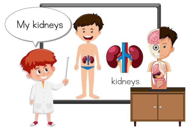 Joven médico explicando la anatomía de los riñones