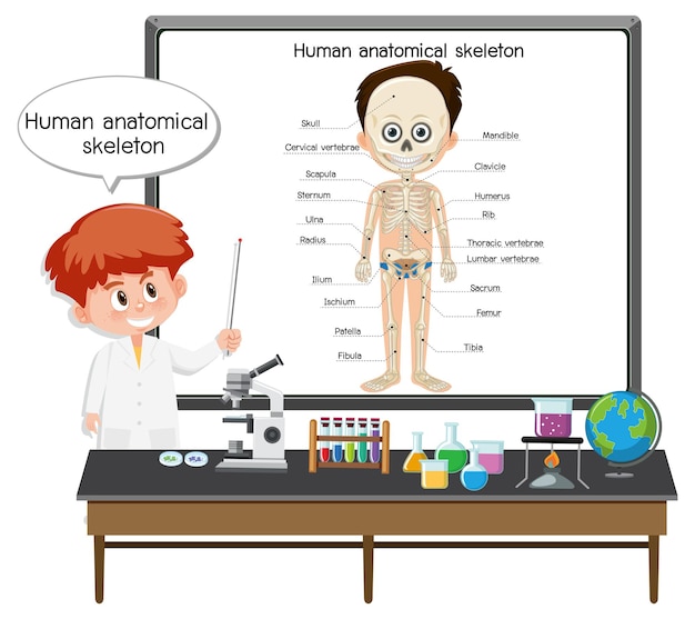 Joven médico explicando el esqueleto anatómico humano