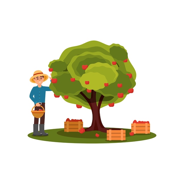 Joven recogiendo manzanas en la cesta Agricultor trabajando en el jardín Árbol frutal Cajas de madera con cosecha Diseño vectorial plano