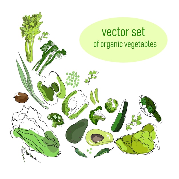 Vector juego de bocetos de frutas y verduras verdesconcepto de comida saludableilustración vectorial