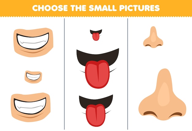 Vector juego educativo para niños: elija la imagen pequeña de dibujos animados lindos, dientes, lengua y nariz, hoja de trabajo de anatomía imprimible