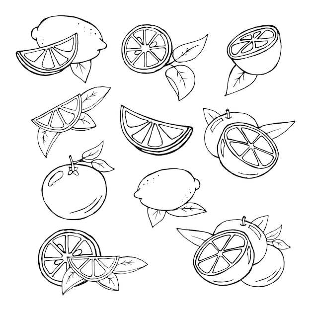 Juego de frutas, naranjas y limones de contorno dibujado a mano. Boceto, ilustración, vector