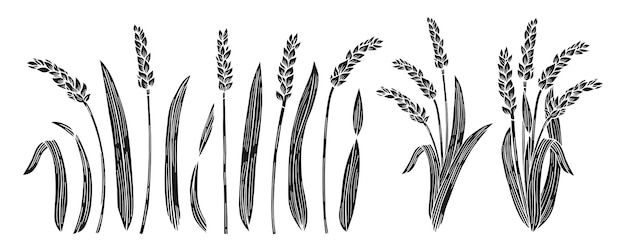 Juego de grabado de orejas de trigo, cereales, pico maduro, producción de harina de trigo, granja, pan orgánico, embalaje de cerveza.