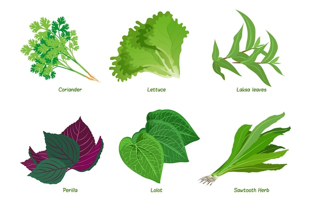 Vector juego de hierbas hierba de diente de sierra lolot perilla hojas de laksa lechuga cilantro