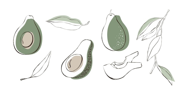 Vector juego de líneas vectoriales de aguacate. aguacate entero en rodajas, mitad de aguacate y hoja. fruta tropical de verano.