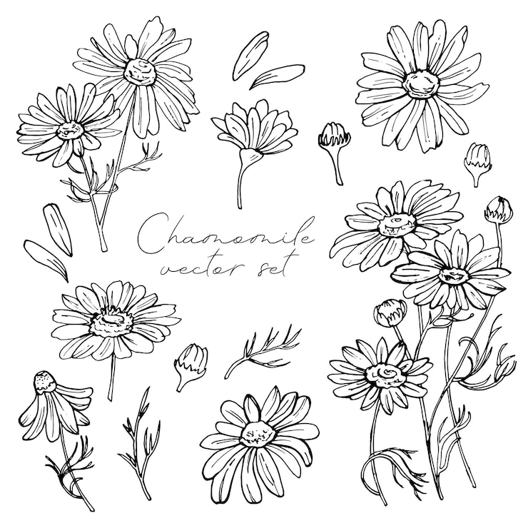Vector juego de manzanilla dibujado a mano con garabatos. negro sobre blanco. decoración de flores. ilustración vectorial