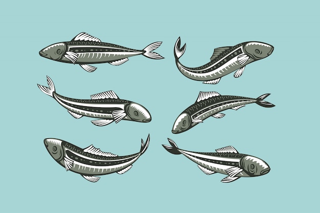 Juego de sardinas. Ilustración de pescado