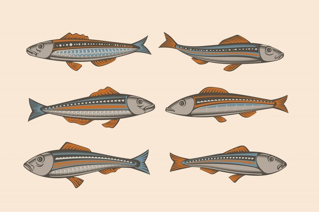 Juego de sardinas. Ilustración de pescado