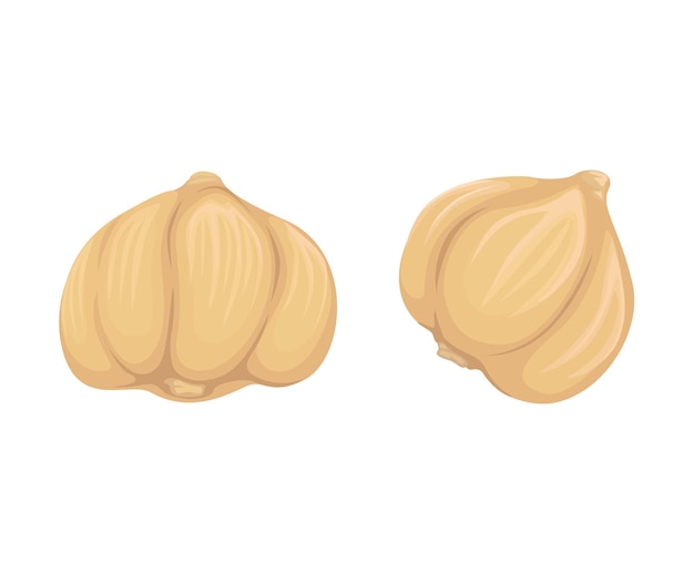 Kapulaga, también conocido como cardamomo, hierba, especia, símbolo, caricatura, ilustración, vector