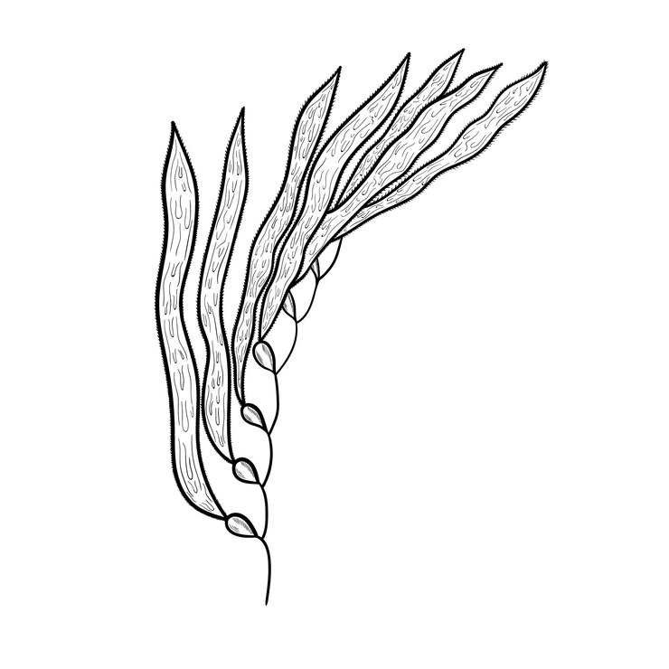 Vector kelp macrocistis mon