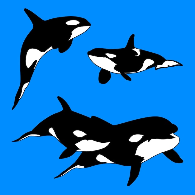 Killer Whale Mamífero Acuático Carnívoro Vector