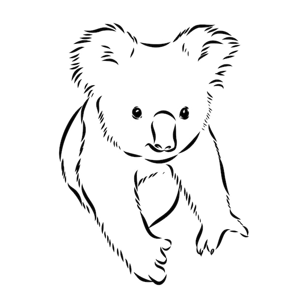 Koala oso animal en árbol boceto grabado vector ilustración cero tablero estilo imitación negro a