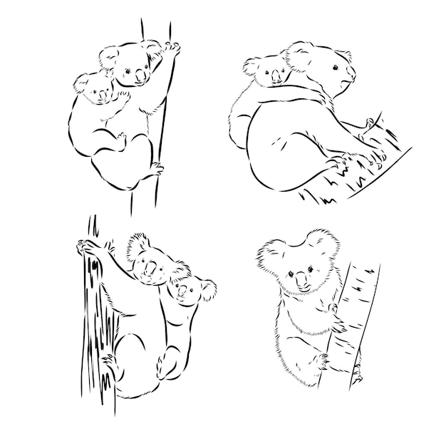 Koala oso animal en árbol boceto grabado vector ilustración Scratch tablero estilo imitación blanco y negro dibujado a mano imagen