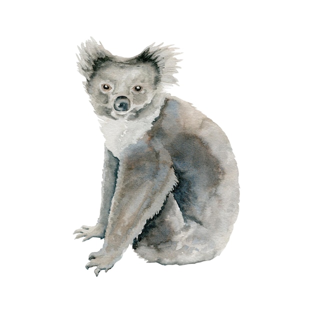 Koala oso gris animales marsupiales nativos de australia ilustración de acuarela aislada