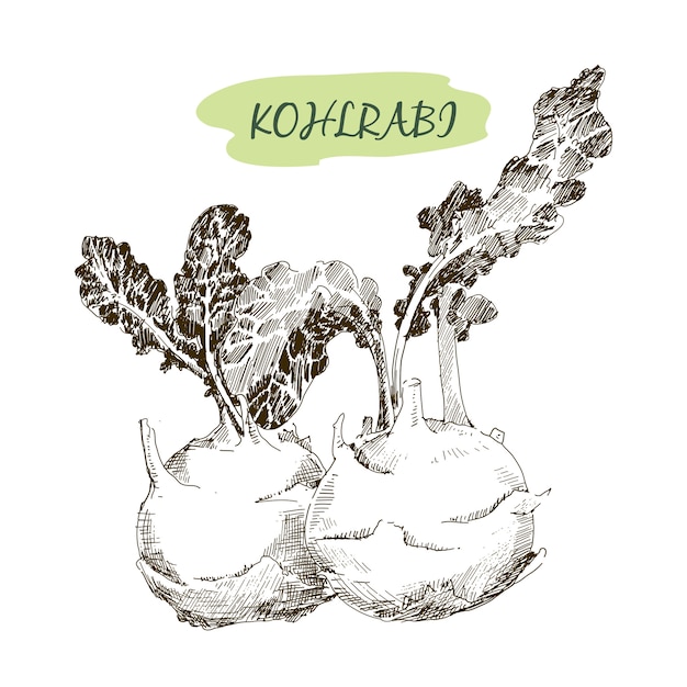 Kohlraby