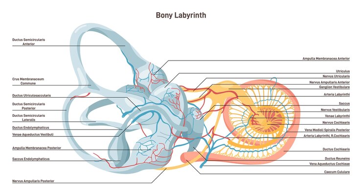 Vector laberinto óseo cápsula del oído medio vestíbulo semicircular