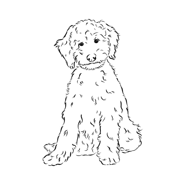 Labradoodle Mix perro caniche australiano dibujo vectorial de labradoodle dibujo vectorial de caniche australiano