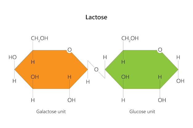 Vector la lactosa es un azúcar disacárido