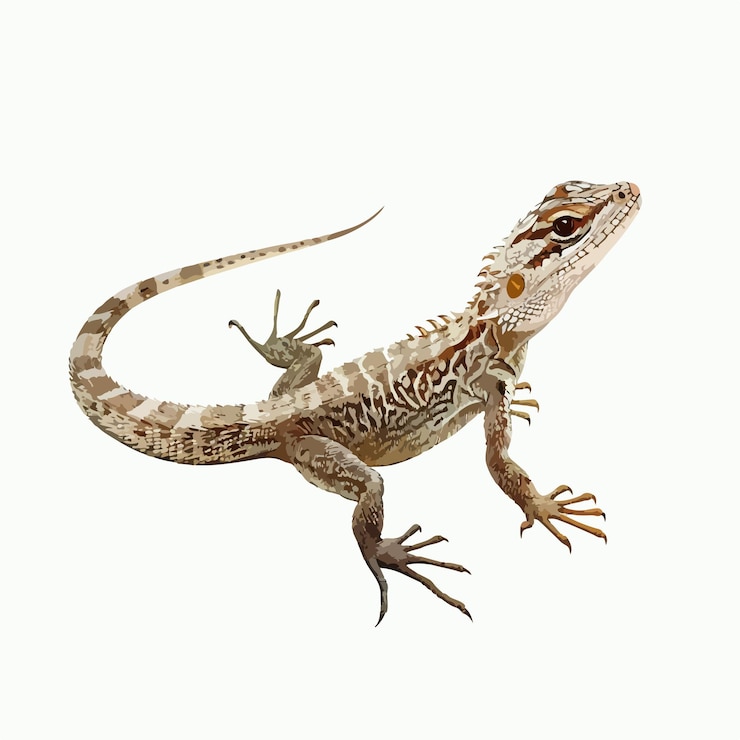 Vector un lagarto con un fondo blanco que dice lagarto