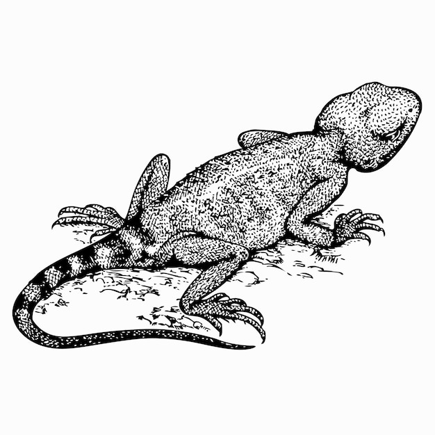 lagarto