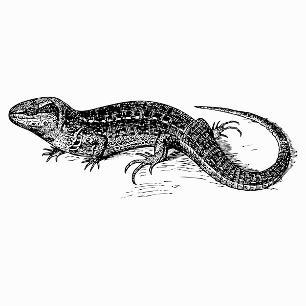 lagarto