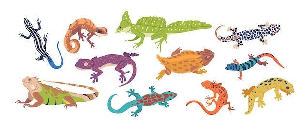 Vector lagartos exóticos y varans fascinantes reptiles conocidos por sus colores vibrantes patrones únicos y tamaños impresionantes que los convierten en mascotas cautivadoras para los entusiastas de los reptiles dibujos animados vector ilustración