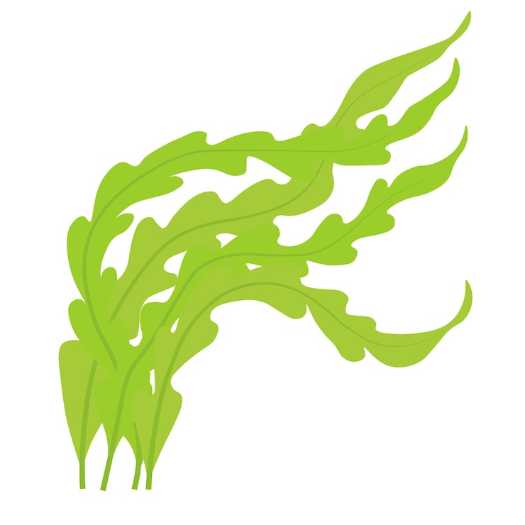 Vector laminaria dibujos animados de algas marinas y corales plantas acuáticas con hojas