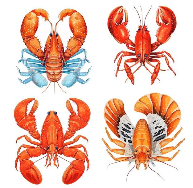 Langosta aislado en un conjunto de imágenes prediseñadas backgroundLobster blanco