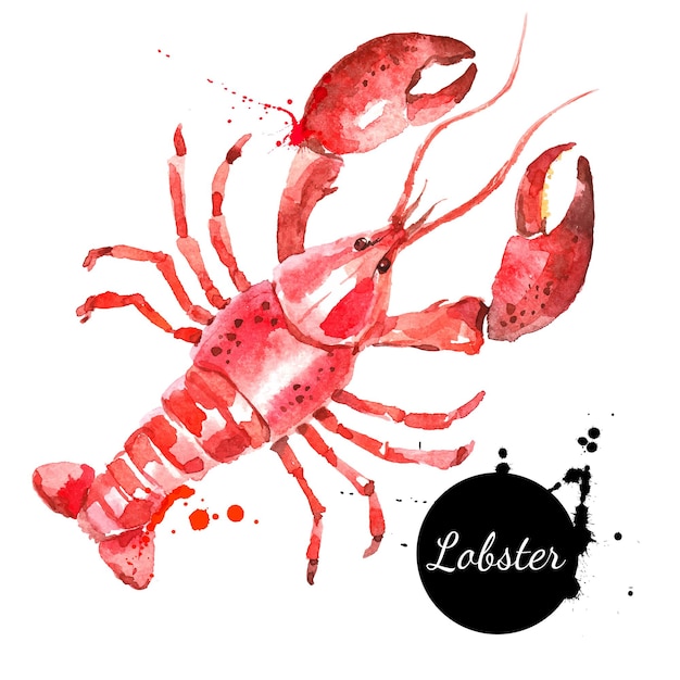 Vector langosta dibujada a mano de acuarela ilustración de vector de comida de marisco o marisco fresco aislado sobre fondo blanco