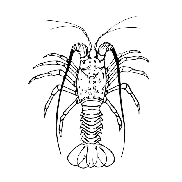 Langosta espinosa ilustración vectorial en blanco y negro aislada en un fondo blanco