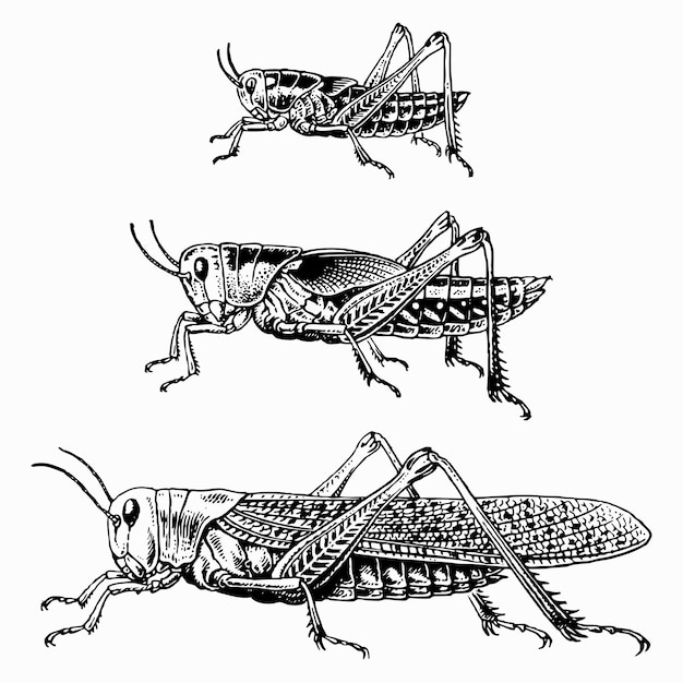 Langosta migratoria