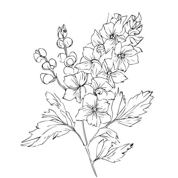 Vector lápiz delphinium dibujo julio nacimiento flor larkspur dibujo minimalista julio nacimiento flor larkspur