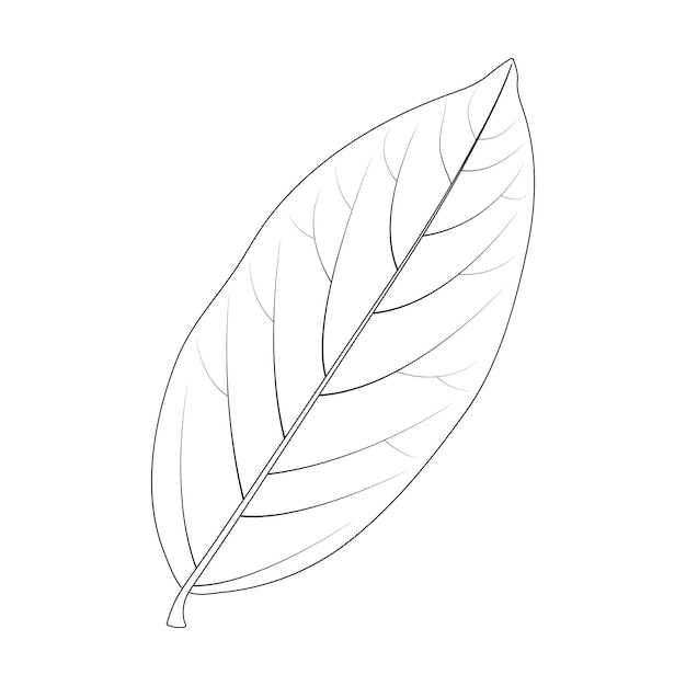 Vector laurus nobilis hoja de laurel ilustración en blanco y negro