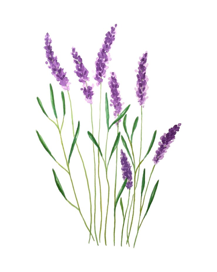 Vector lavanda acuarela vector ilustración aislado fondo blanco