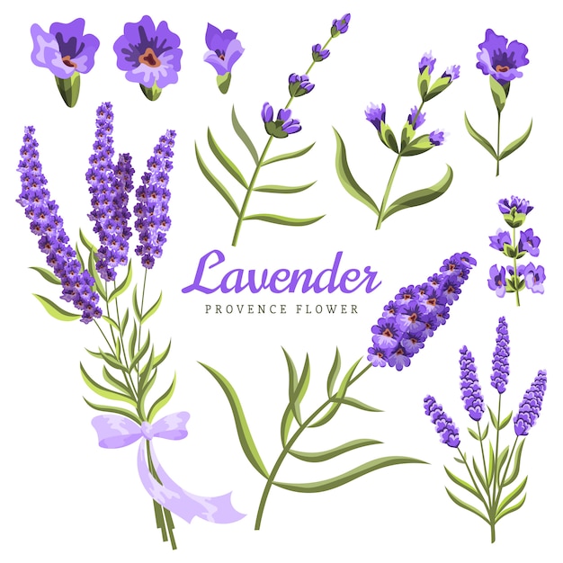 Lavanda. Conjunto de flores de lavanda acuarela y símbolos en el blanco, aquarelle.