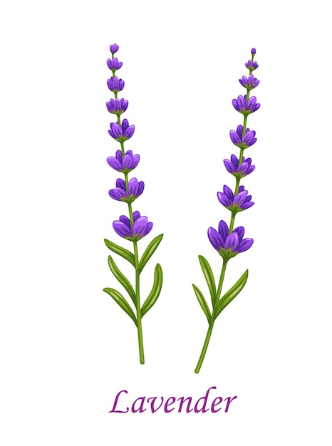 Lavanda flor aislado vector jardín planta