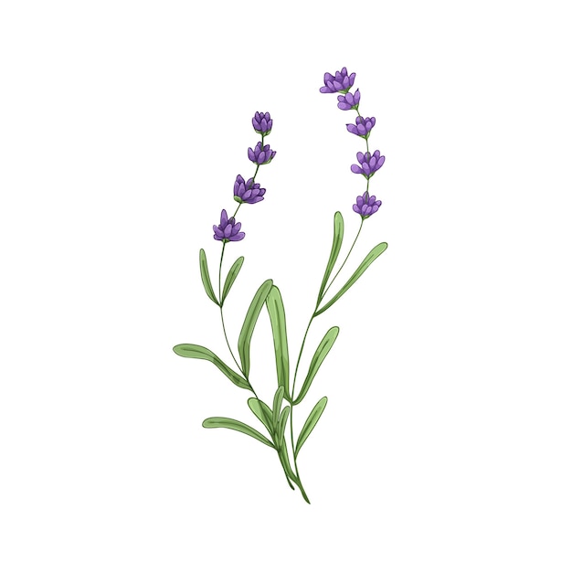 Lavanda, flores de lavanda. lavanda silvestre de campo, lavandula. dibujo floral botánico de lavanda, flores silvestres de la provenza francesa. ilustración vectorial retrorrealista dibujada aislada sobre un fondo blanco