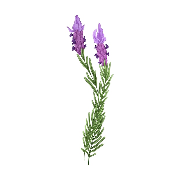 Lavanda francesa, flores florecidas. Dibujo floral de flores de lavanda. Ramas de lavandula provenzal. Planta aromática de lavanda. Ilustración de vector botánico dibujado a mano aislado sobre fondo blanco