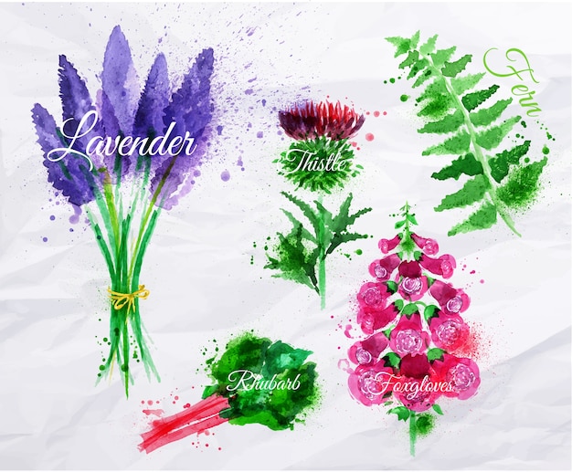 Vector lavanda de hierba de flor