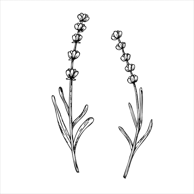 Lavanda vectorial Flores lineales pintadas a mano Clipart gráfico aislado en el fondo
