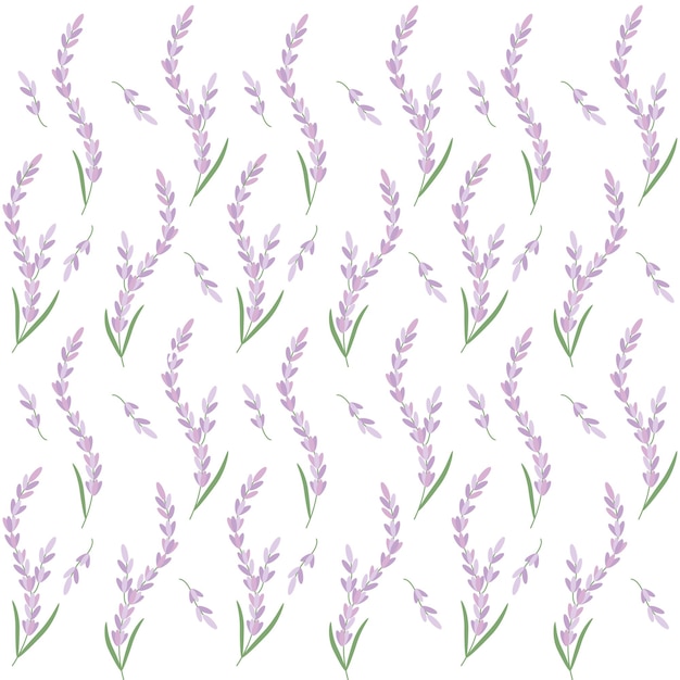 Lavanda