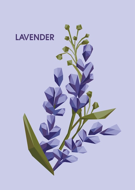 Vector lavanda