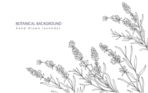 Lavender Line Art Fondo botánico lavanda minimalista de moda dibujado a mano plantilla de fondo de borde floral Ilustración de línea floral Arte de borde lavanda Contorno de borde de lujo Arte floral de línea