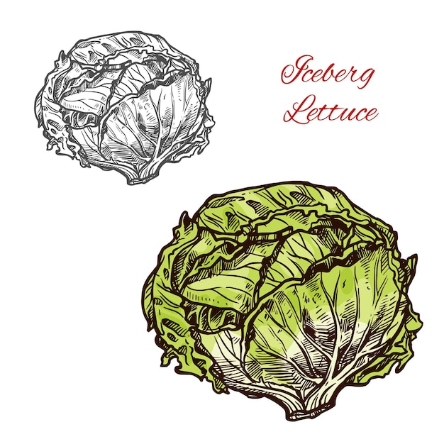 Lechuga iceberg vector dibujo vegetal