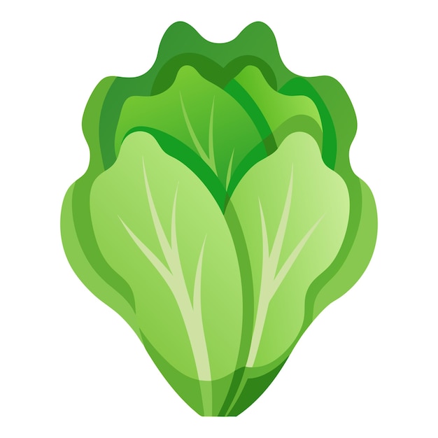 Lechuga vegetal para cocinar comidas un elemento brillante aislado en blanco para el diseño